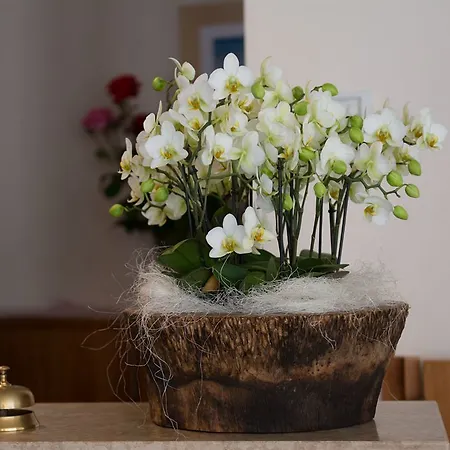 Hotel Rosanna 3 Stelle Superior